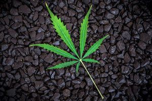 Pot Leaf on Gravel | Is Legal Pot Responsible for the rise of the Denver crime rate?